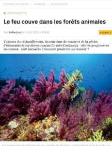Forêt animale marine